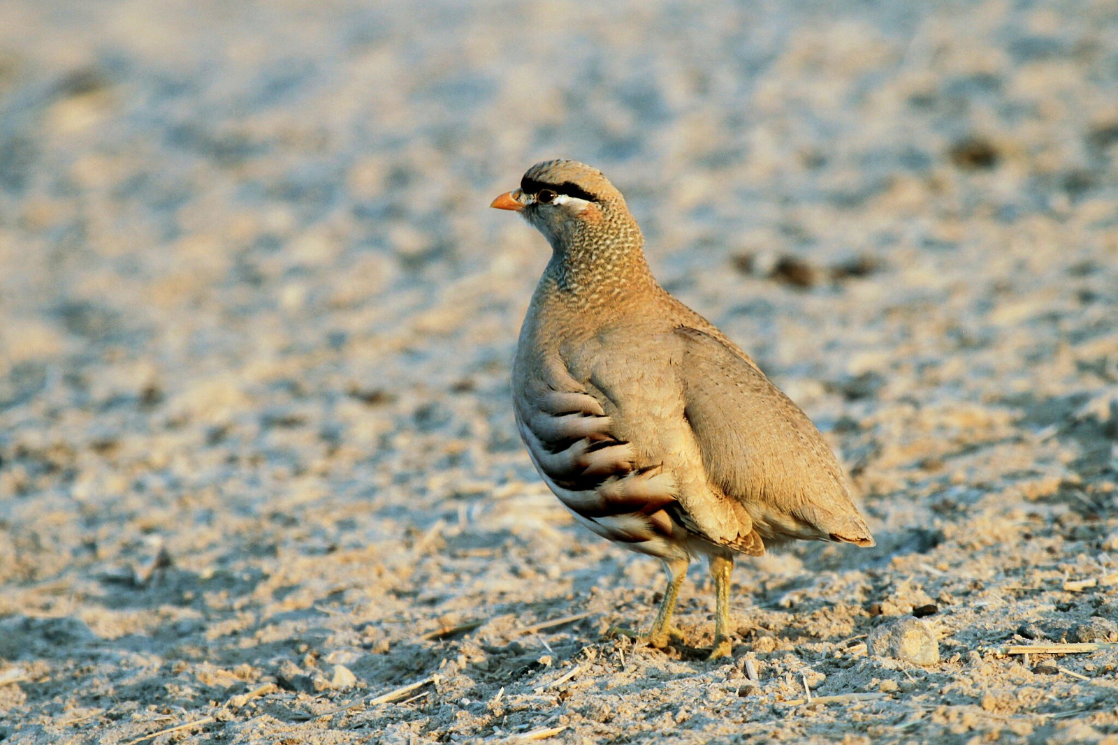 image See-see Partridge